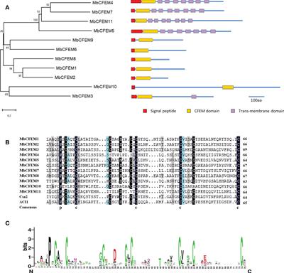 Systematic identification and functional characterization of the CFEM proteins in poplar fungus Marssonina brunnea